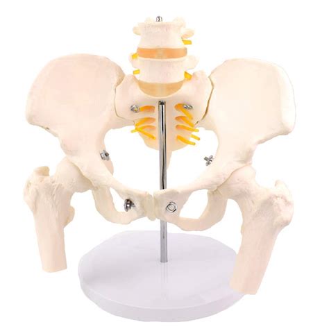 Buy Pelvic Model Medicine Female Pelvis Model Life Size Hip Pelvic