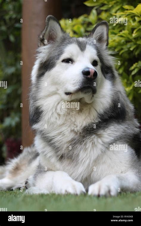 Alaskan Malamute Dog Stock Photo Alamy