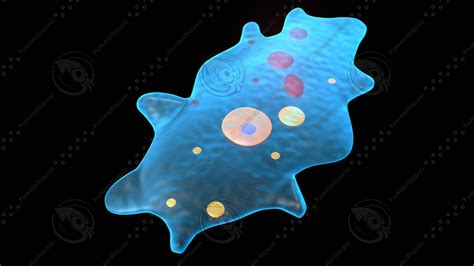 3d Amoeba Protists Organism