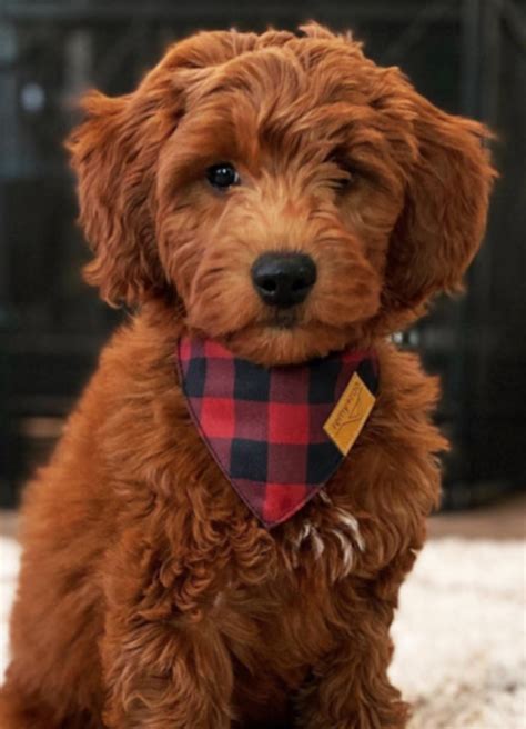 The Red Goldendoodle - Meet The Breed