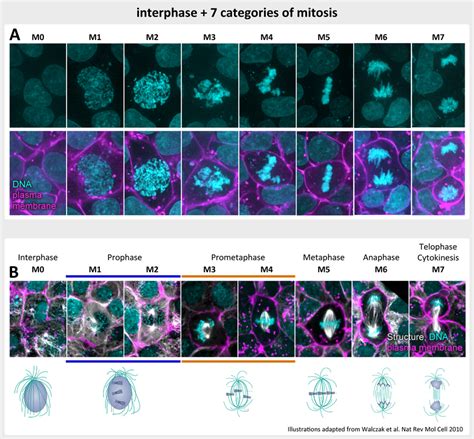 Stages Of Mitosis Microscope Images Micropedia