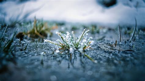 Grass Frost Macro Blur Bokeh Reflection Background 4K HD Macro ...