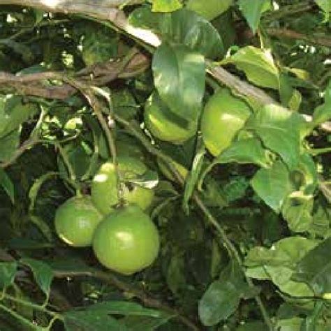 Pdf Citrus Bergamia Risso The Peel The Juice And The Seed Oil Of