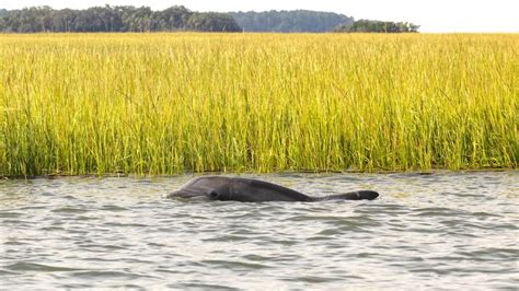 Hilton Head Hour Private Dolphin Tour