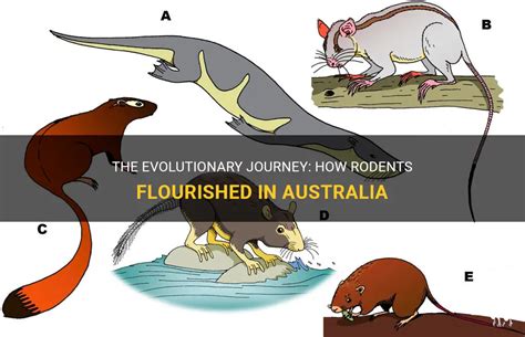 The Evolutionary Journey: How Rodents Flourished In Australia | PetShun