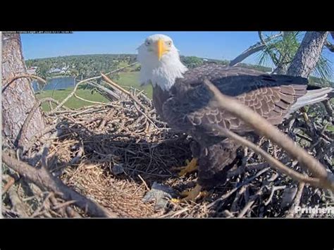 Swfl Eagles M Delivers A Fish Gift For F F Excited Vocals