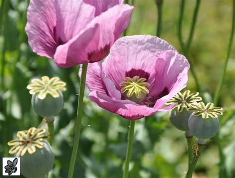 Papaver Somniferum Adormidera 500 Semillas