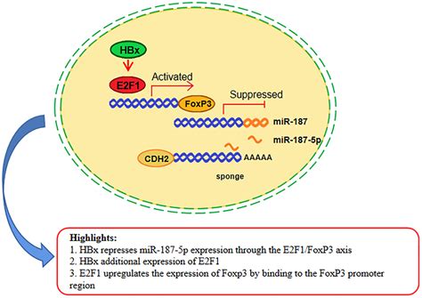 Hbx Promotes Hepatocellular Carcinoma Progression By Repressing The