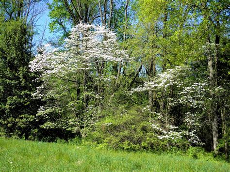 Blooming Dogwood Trees