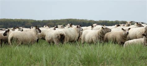 Découvrir le métier de berger