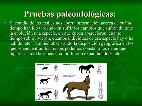 Las Pruebas De La Evoluci N Pdf