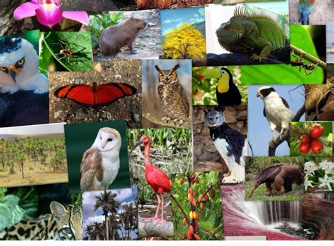 Biodiversidad de la Amazonía ecuatoriana Descubre las especies