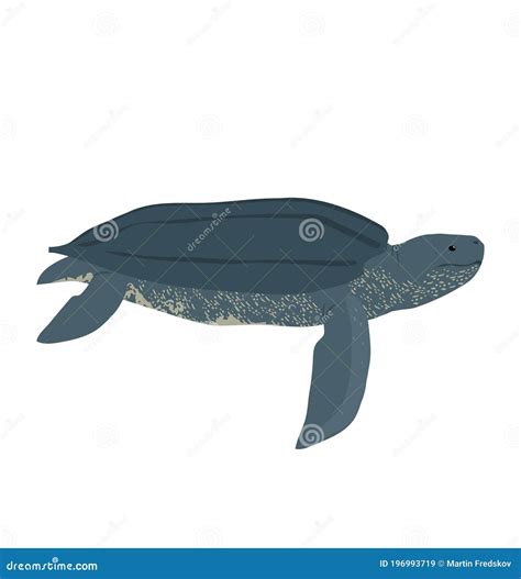 Sea Turtle Leatherback Cartoon Vector Illustration Cartoondealer