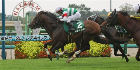 【セントウルステークス・京成杯オータムハンデキャップ2022予想】今週の無料競馬予想3連単6点勝負 ｜ 3連単6点勝負！競馬で夢を叶える！3