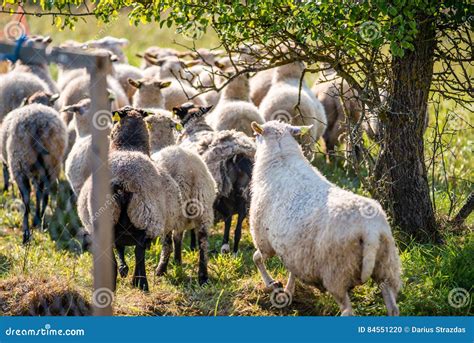 Sheep Backs Stock Photo Image Of Herding Hill Mammal 84551220