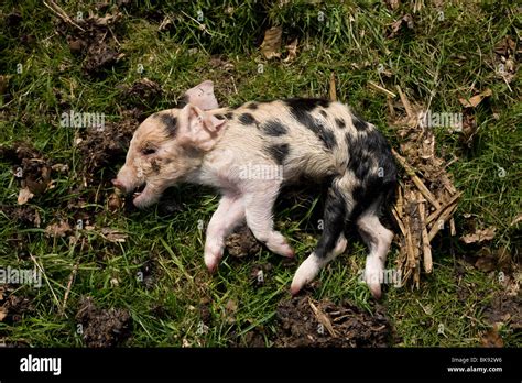 The Dead Carcass Of A Small Spotted Piglet Runt Lies In A Kent Field