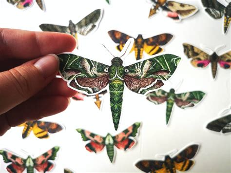 Moth Vinyl Sticker Pack Butterfly Moth Sticker Set Insect Etsy