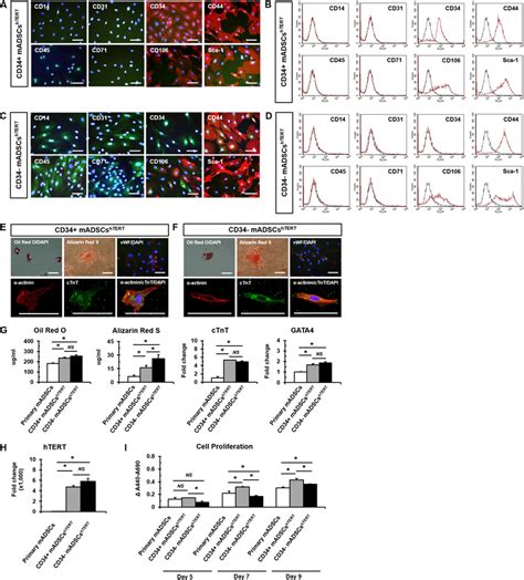 Htert Immortalized Madscs Exhibit Multi Lineage Differentiation