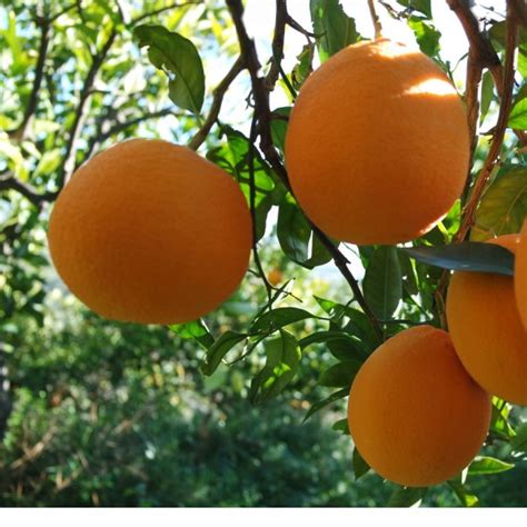 Sicilian Blood Orange From Regenerative Agriculture And Sustainable Farming