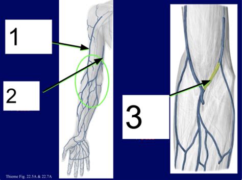 Anatomy Exam 3 Cubital Fossa And Forearm Flashcards Quizlet