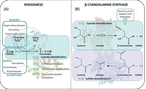 Herbivore Adaptations to Plant Cyanide Defenses | IntechOpen