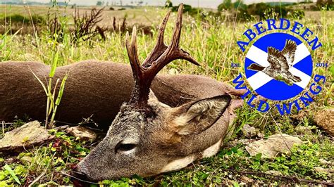 ROE DEER HUNTING In SCOTLAND With Aberdeen Wild Wings Scottish Roe