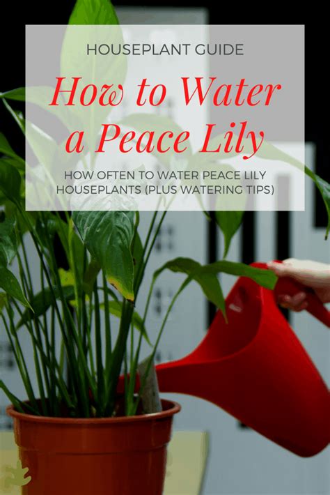 How Often To Water Peace Lily Plants Lily Plant Care Peace Lily