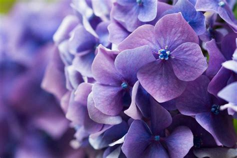 Flores roxas conheça cinco espécies para adicionar cores vibrantes ao