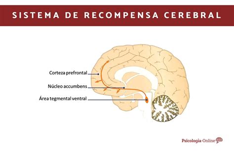 Qué es el sistema de recompensa cerebral y cómo funciona