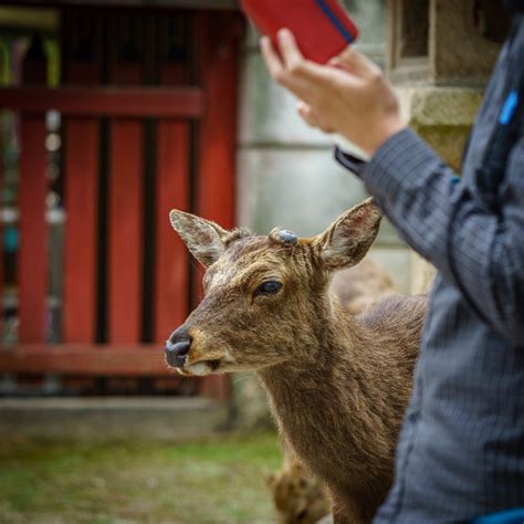 Miyajima Deer - Papercut Post