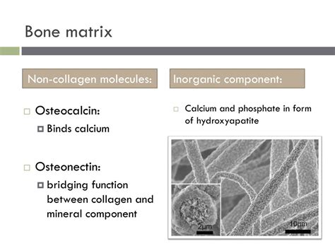 Ppt Bone Physiology Powerpoint Presentation Free Download Id1973165