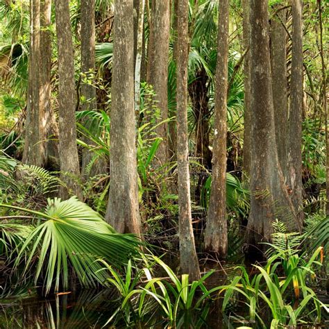 Florida Swamp Forest Stock Photo Image Of Solitude Palm 68818036