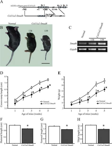 Postnatal Dwarfism In Smad6 Transgenic Mice A Diagram Of DNA