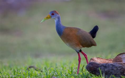 Wildlife in Belize - Belize Consulate in Israel