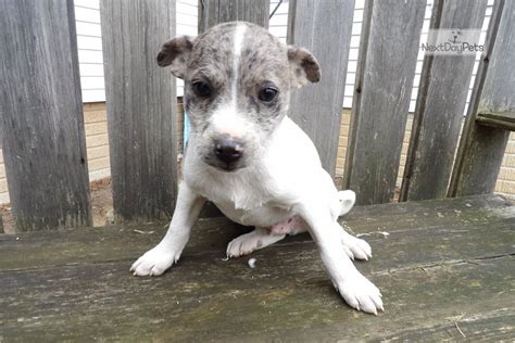 Blue Jack Russell Terrier Puppy For Sale Near Detroit Metro Michigan