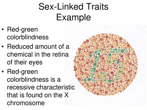 Dominant Traits Recessive Traits Freckles No Freckles Widows Peak