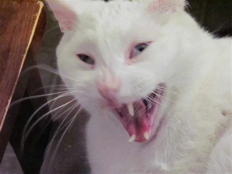 I tried to take a picture of my cat yawning and got this flattering picture of him instead ...