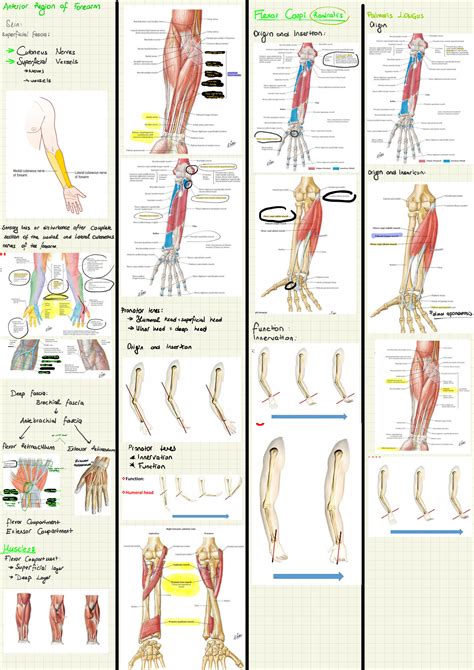 SOLUTION Anterior Region Forearm Studypool