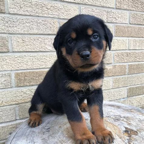 #1 Rottweiler Puppies for Sale - Rottie Paradise