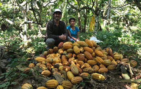 D A Del Cacao Cinco Datos Sobre El Cacao Sembrado Por La Comunidad