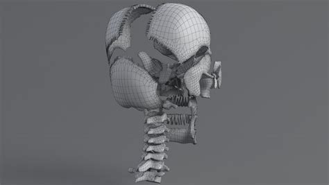 3D model human skull anatomy - TurboSquid 1562044