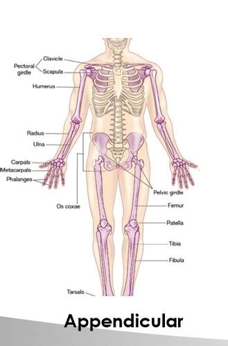 Chapter Skeletal System Flashcards Quizlet