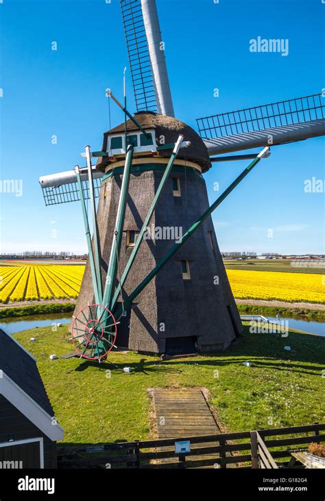 Netherlands windmill tulip hi-res stock photography and images - Alamy