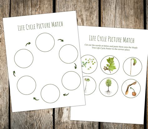 Maple Tree Life Cycle Nature Study Homeschool Printable Etsy