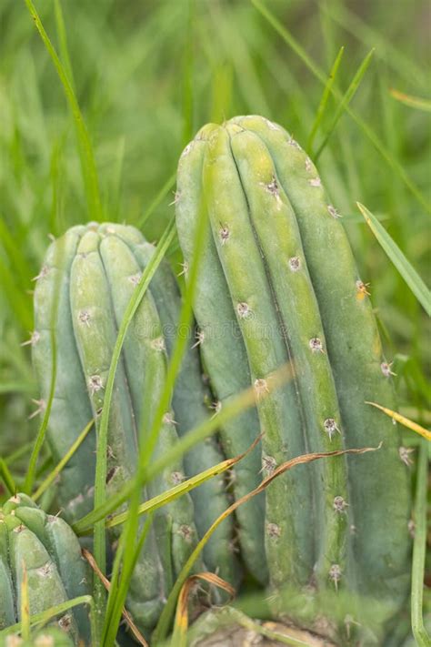 Especies De Plantas De San Pedro Cactus Echinopsis Pachanoi Britton