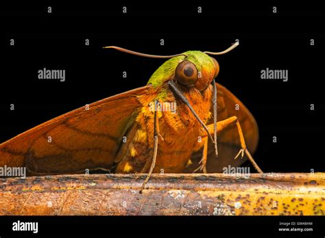 Moth Lepidoptera Ecuador Hi Res Stock Photography And Images Alamy