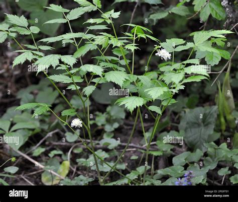 Pianta Perenne Rara Velenosa L Actaea Spicata Cresce In Natura Nei