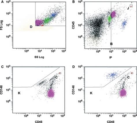 CD146based Immunomagnetic Enrichment Followed By Multiparameter Flow