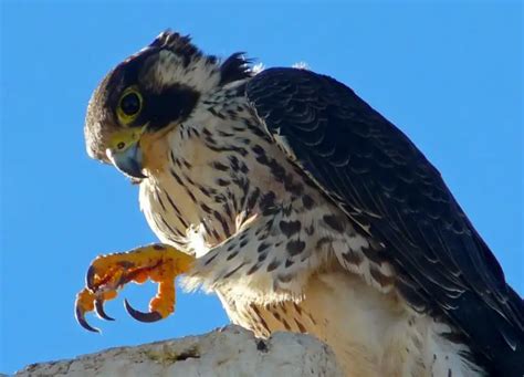 Que Comen Los Halcones Peregrinos Y Otros Datos Del Mismo