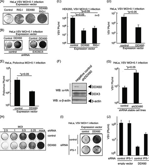 Antiviral Activity Of Ddx60 A And B Hela Cells A Or The Cells